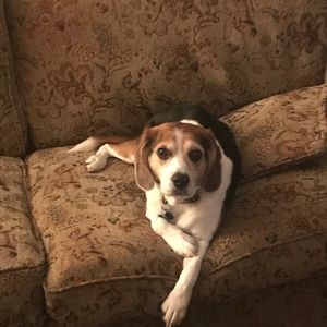 Meet your Posher, Harry